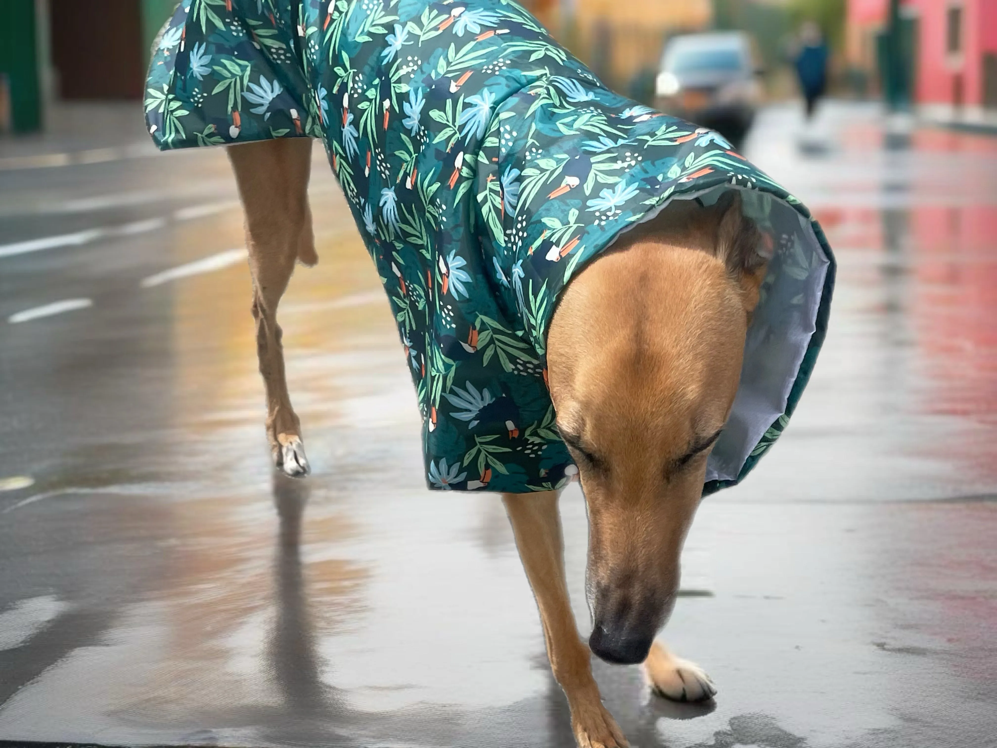 Summer rainwear ‘tropical toucan’ Greyhound deluxe style, spring showers, ultra lightweight