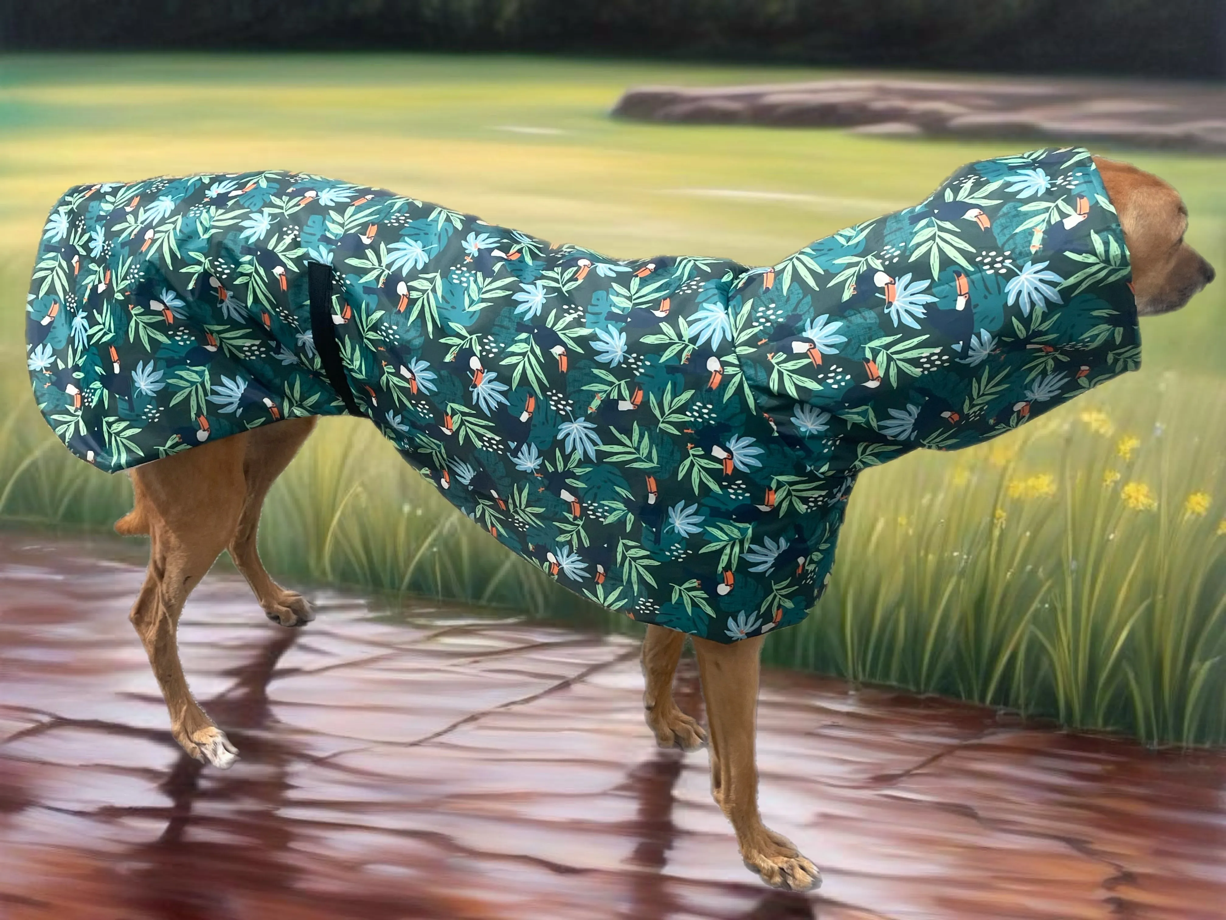 Summer rainwear ‘tropical toucan’ Greyhound deluxe style, spring showers, ultra lightweight