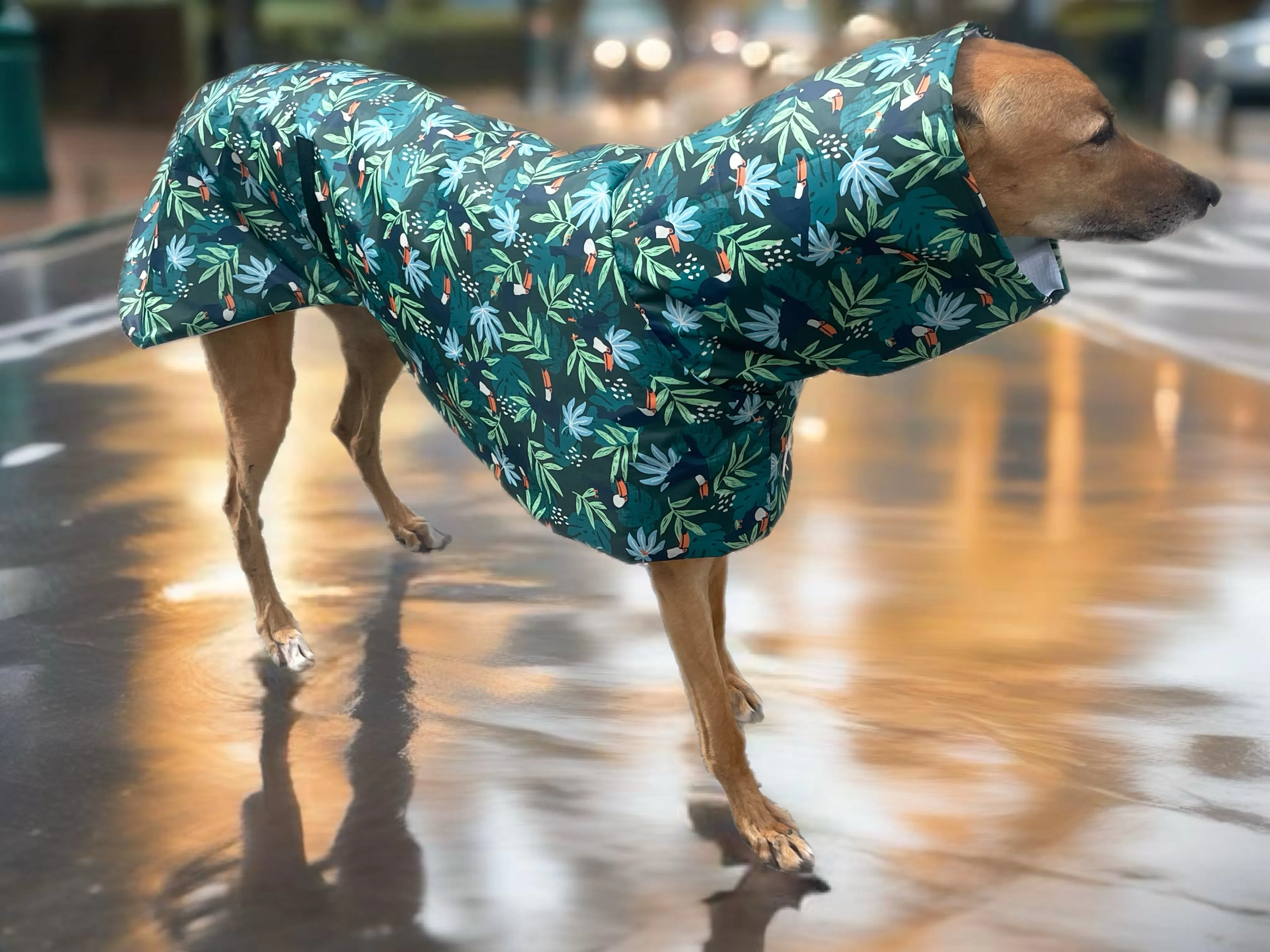 Summer rainwear ‘tropical toucan’ Greyhound deluxe style, spring showers, ultra lightweight