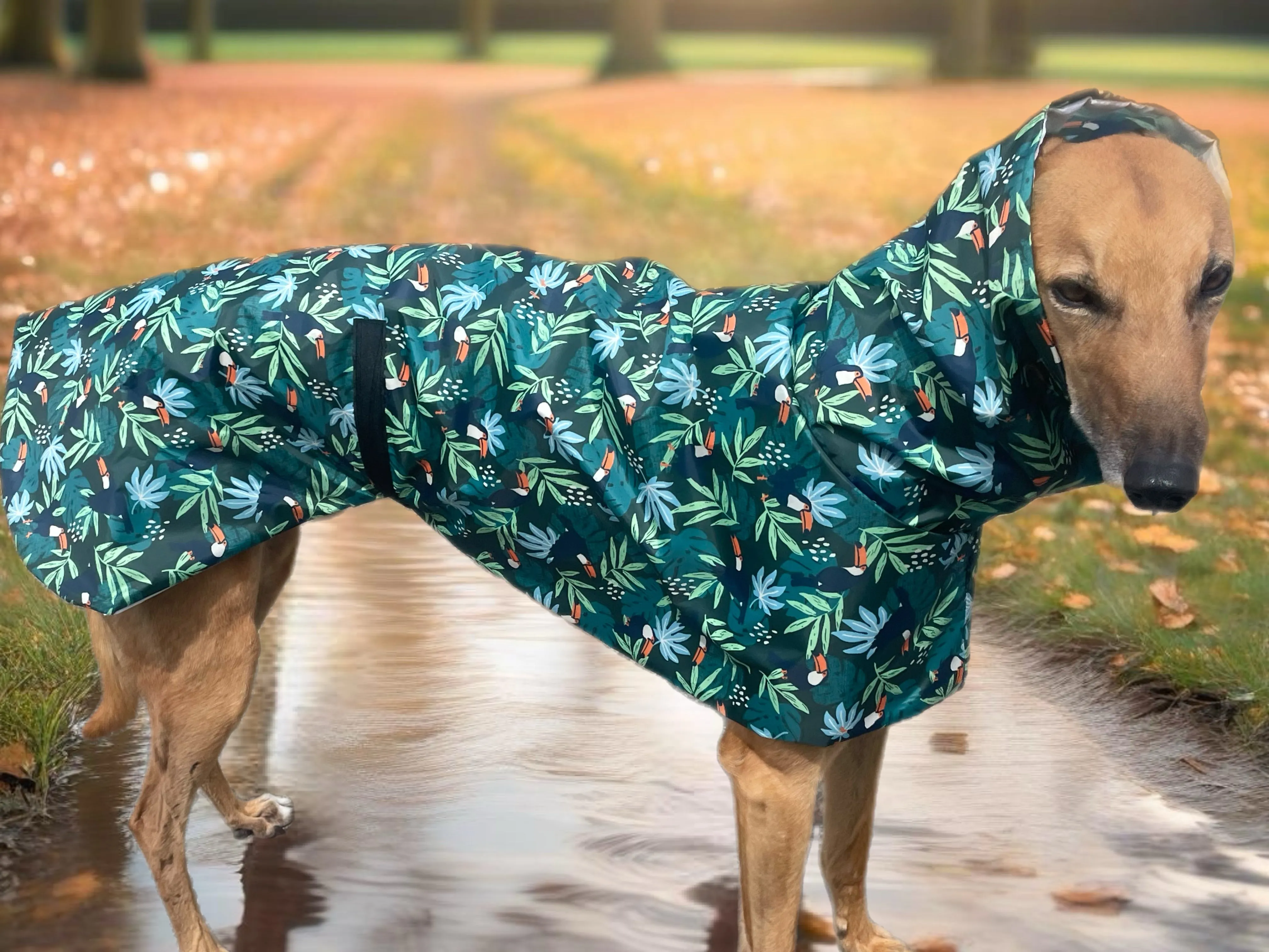 Summer rainwear ‘tropical toucan’ Greyhound deluxe style, spring showers, ultra lightweight