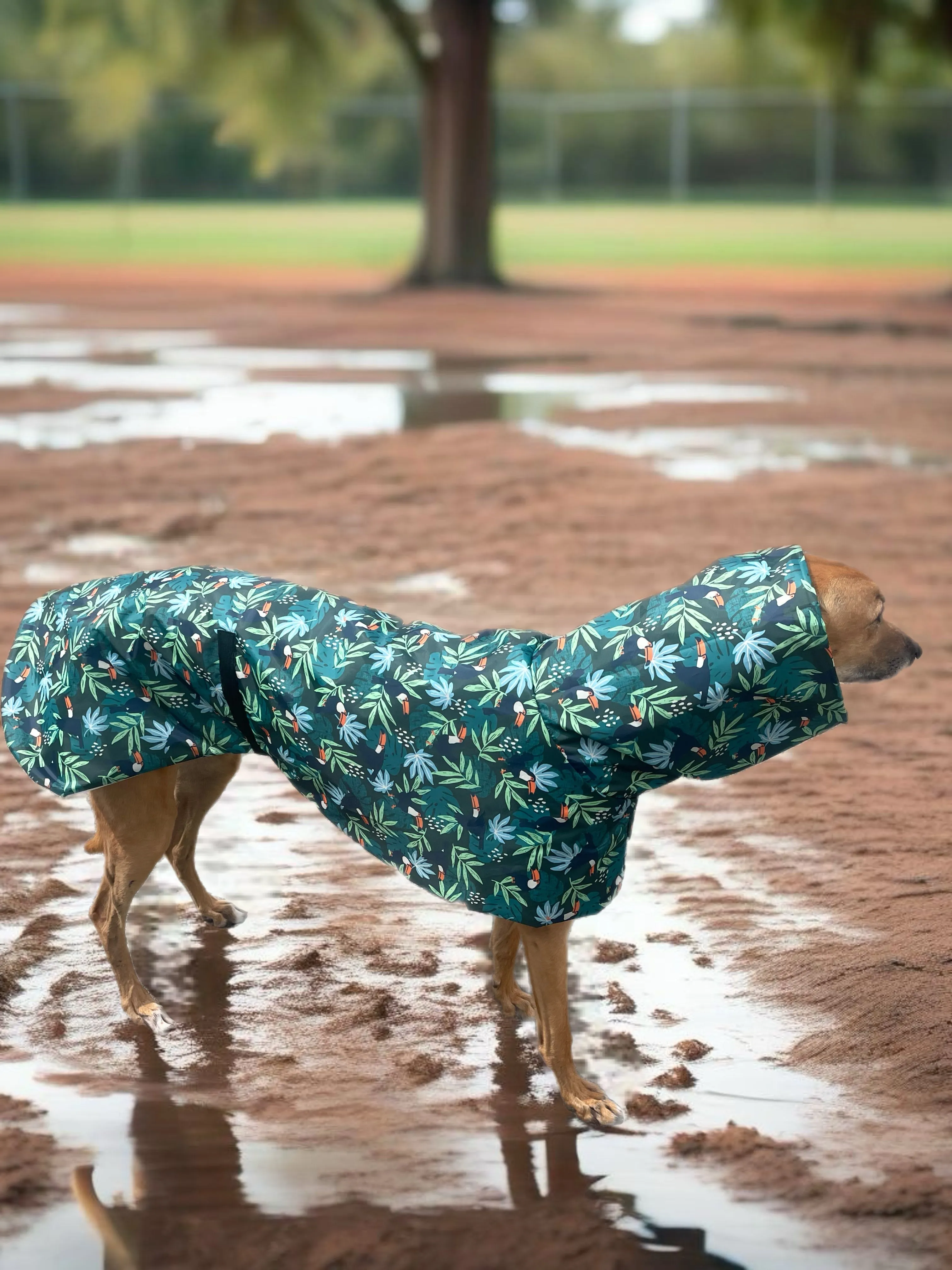 Summer rainwear ‘tropical toucan’ Greyhound deluxe style, spring showers, ultra lightweight